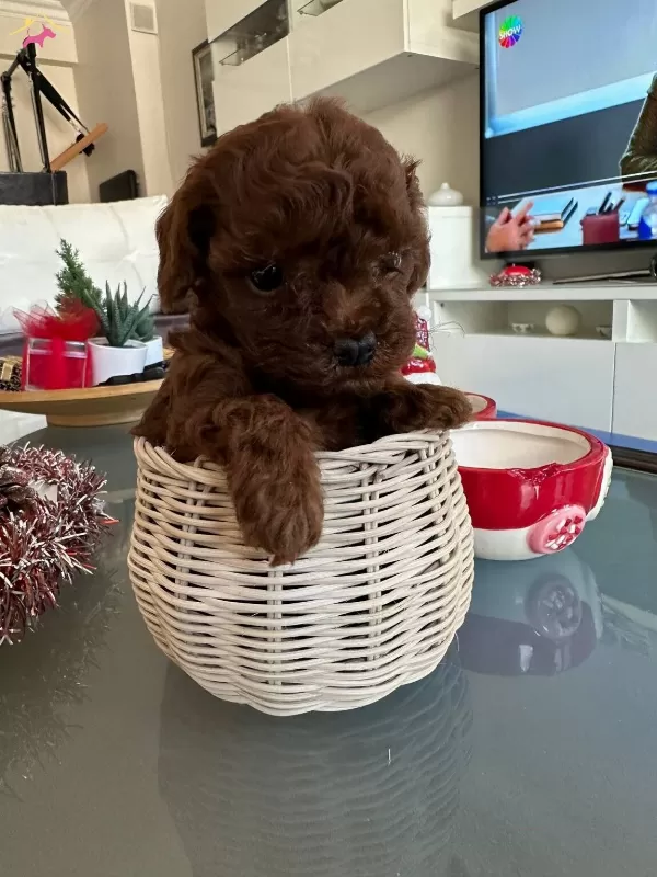 Resmi Isletmeden Kore Toypoodle Yavruları