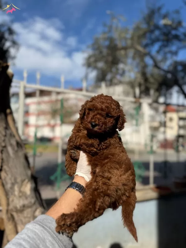 Red Brown Son Erkek Yavru