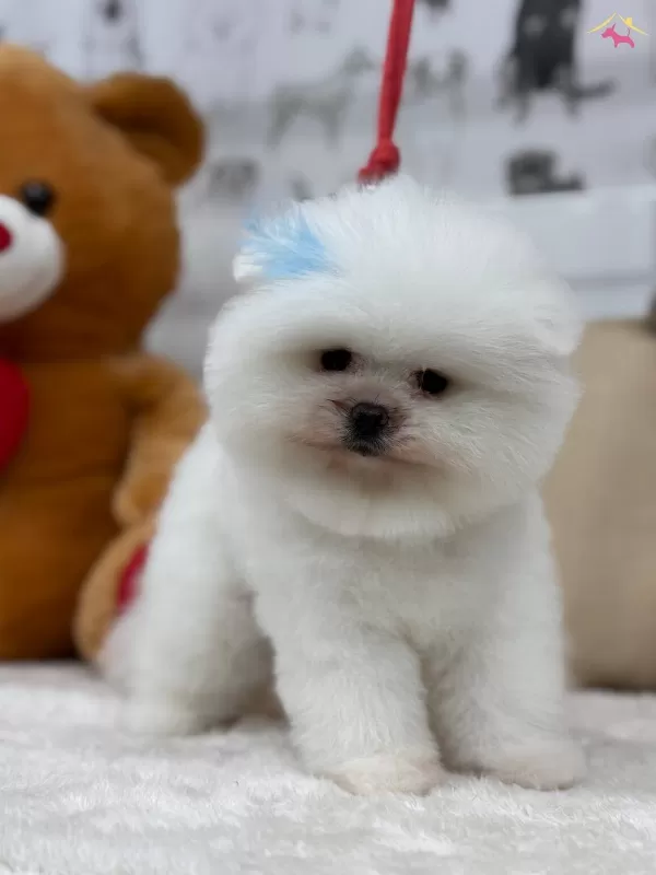 Efsane Tedy Pomeranian Boo