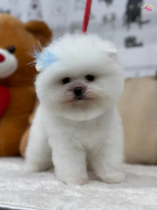 Efsane Tedy Pomeranian Boo