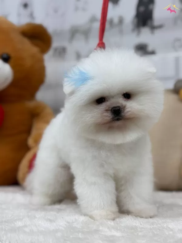 Efsane Tedy Pomeranian Boo