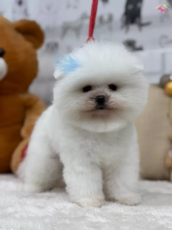 Efsane Tedy Pomeranian Boo