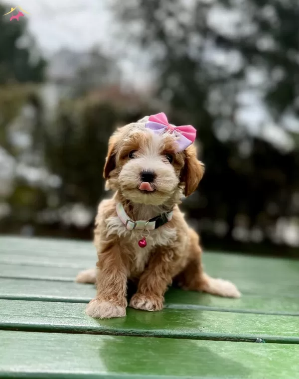 Mini Maltipoo Sevimli Yavrular