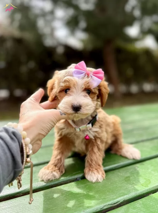 Mini Maltipoo Sevimli Yavrular