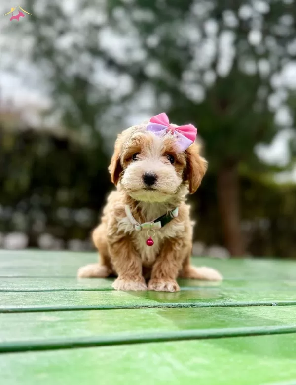 Mini Maltipoo Sevimli Yavrular