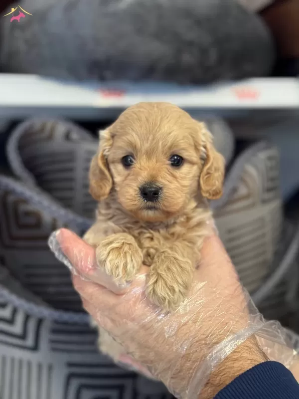 Irk Garantili Maltipoo Yavrularımiz