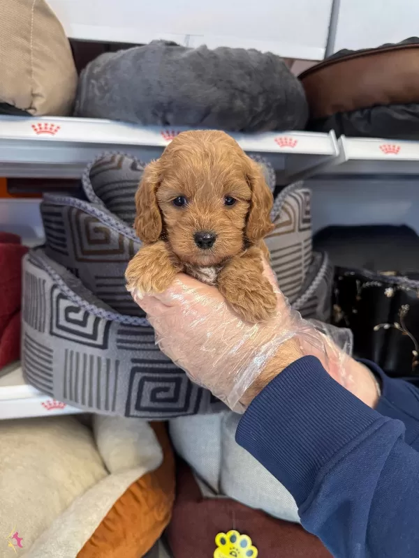 Irk Garantili Maltipoo Yavrularımiz