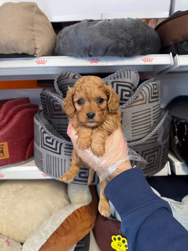 Irk Garantili Maltipoo Yavrularımiz
