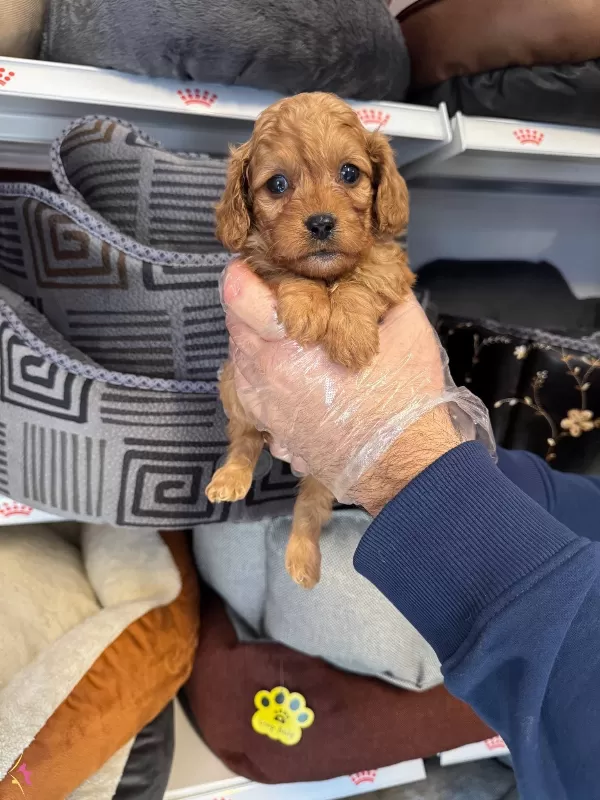 Irk Garantili Maltipoo Yavrularımiz