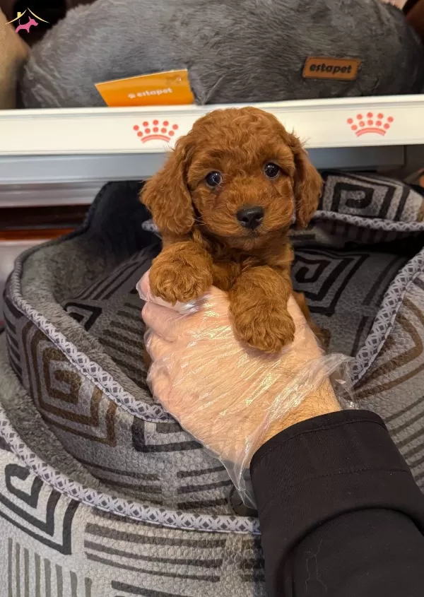 Kore Red Browne Gerçek Toy Poodle Yavruları