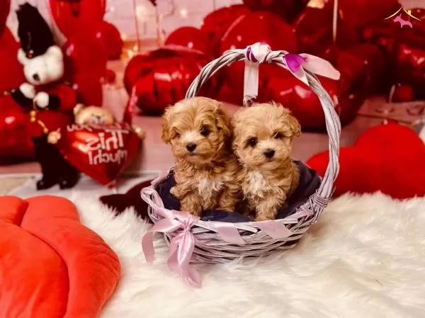 Maltipoo güzel yüzlü Eğitimli Bebekler
