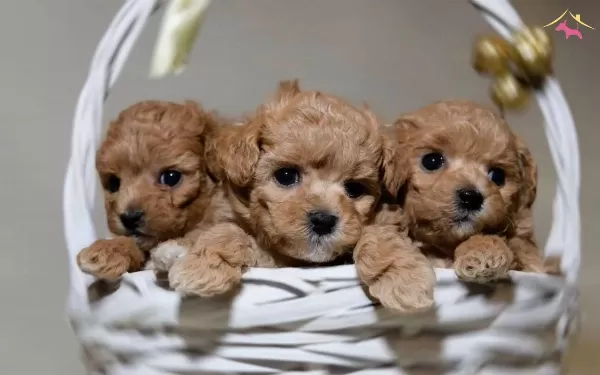 Mini Sevimli Maltipoo Bebekler