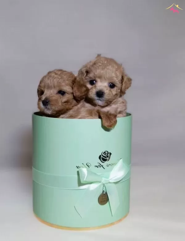 Mini Sevimli Maltipoo Bebekler