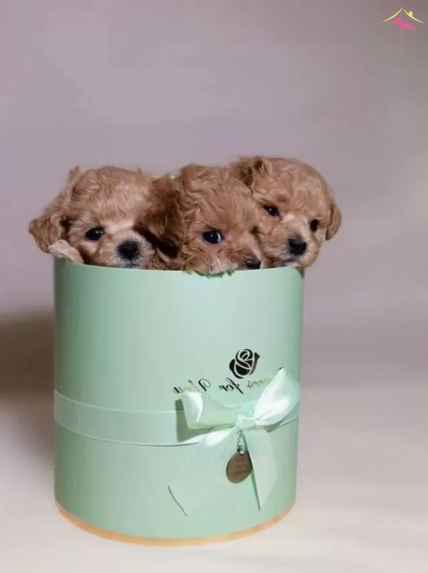 Mini Sevimli Maltipoo Bebekler