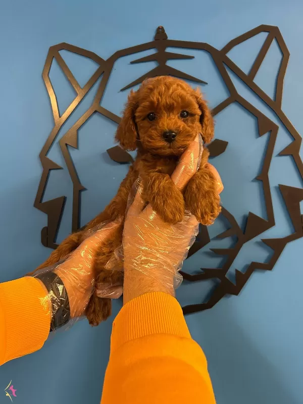 Gerçek Toy Poodle Red Brown Bebekler