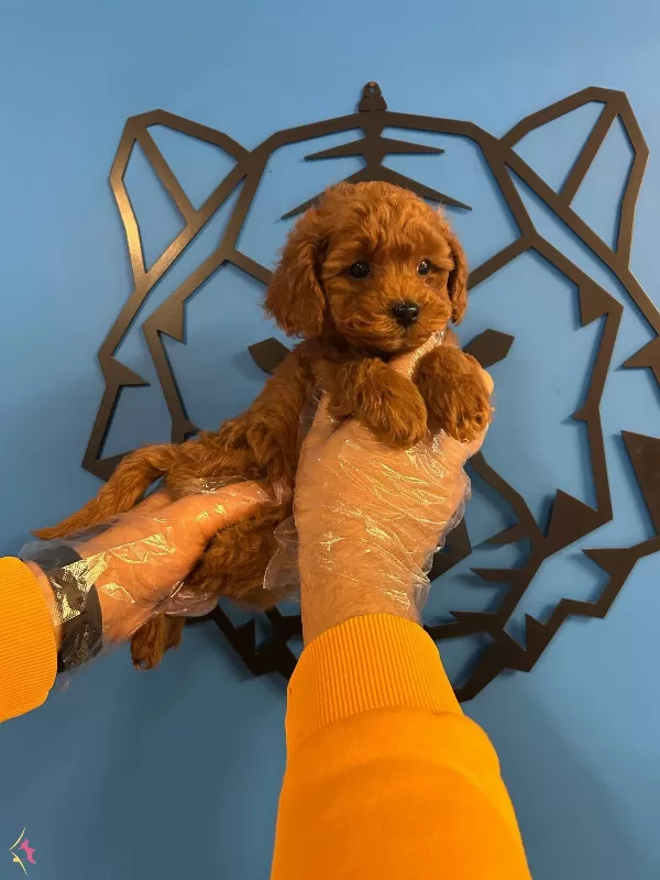 Gerçek Toy Poodle Red Brown Bebekler