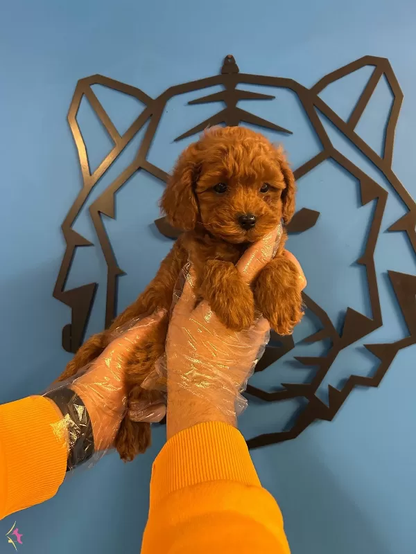 Gerçek Toy Poodle Red Brown Bebekler