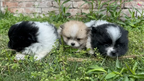 Pom Pom Pomeranian Yavrularımız