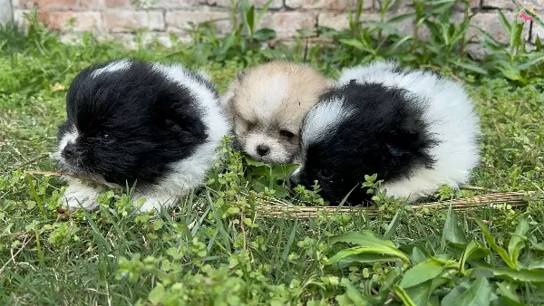 Pom Pom Pomeranian Yavrularımız