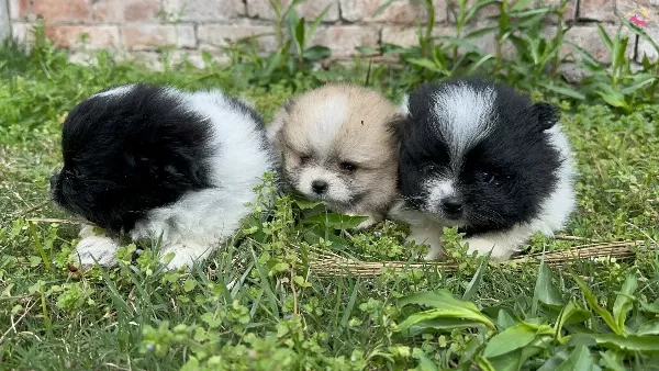 Pom Pom Pomeranian Yavrularımız