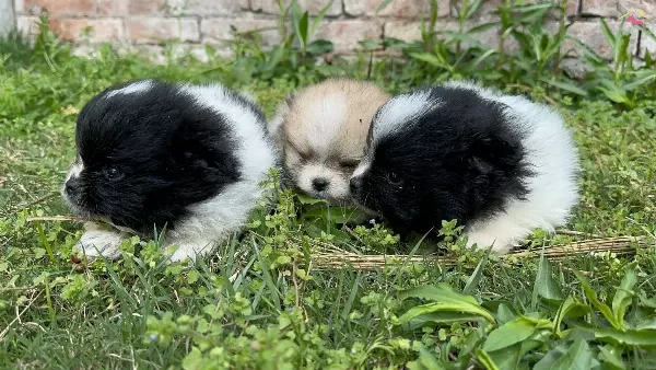 Pom Pom Pomeranian Yavrularımız