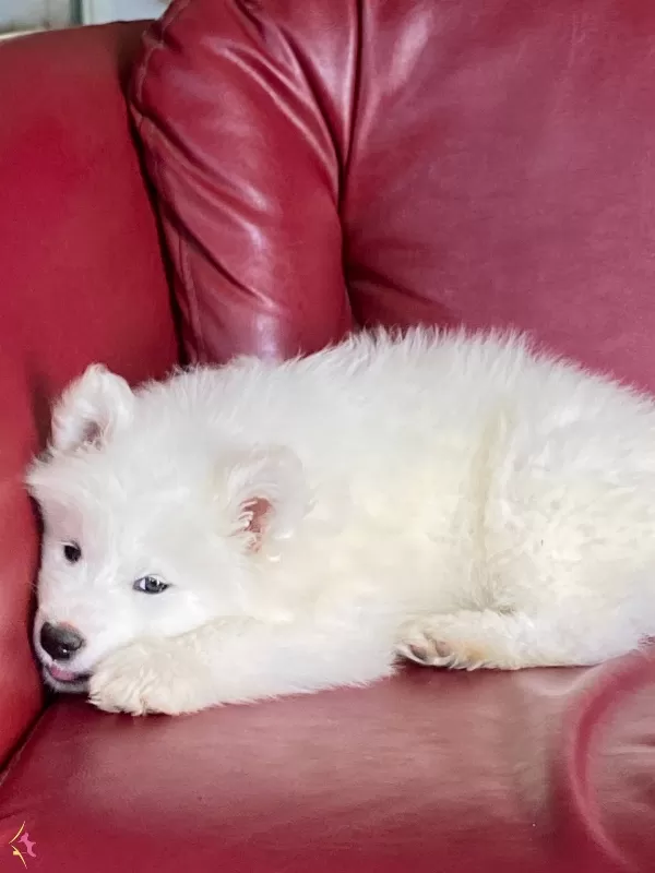 Irk Ve Sağlık Garantili Samoyed Bebekler