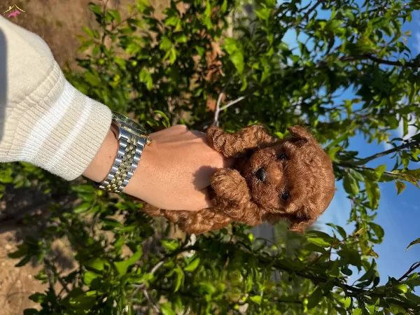 Resmi Isletmeden Kore Toypoodle Yavruları