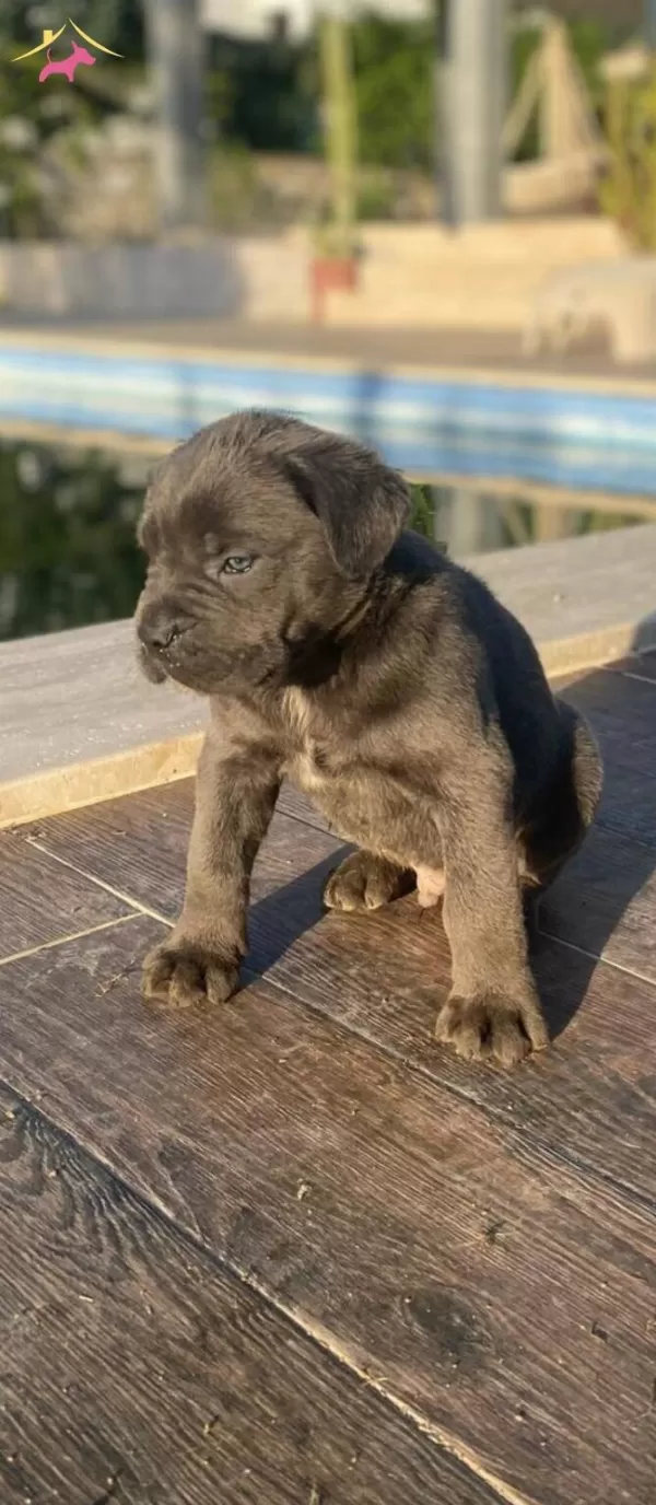 Dev Italiano Cane Corso Yavrular