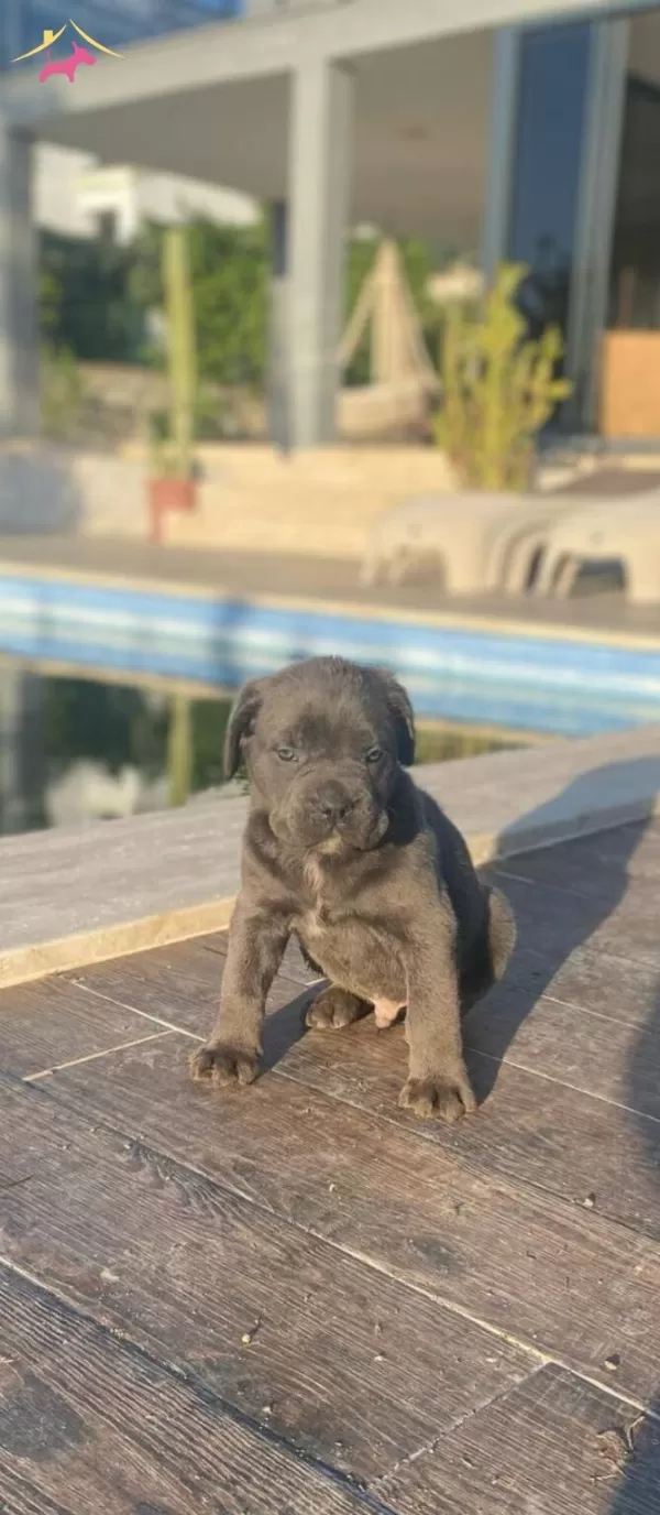Dev Italiano Cane Corso Yavrular