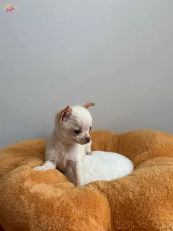 Teacup Garantili Chihuahua Bebeklerimiz