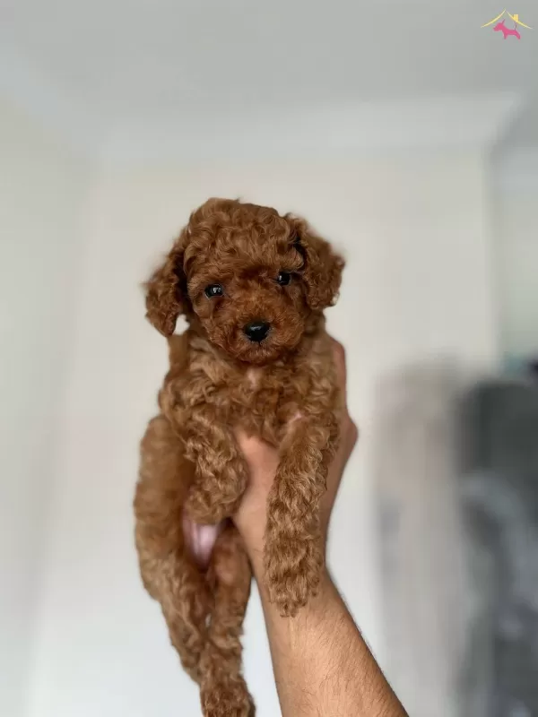 Kore Toy Poodle Bebeklerim Elden Ege Bolgesi