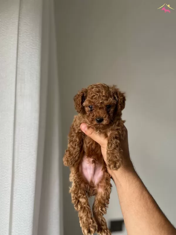 Kore Toy Poodle Bebeklerim Elden Ege Bolgesi