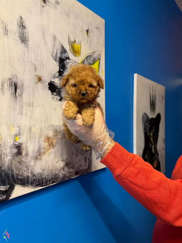 Gerçek Tea Cup Toy Poodle Bebeklerimiz