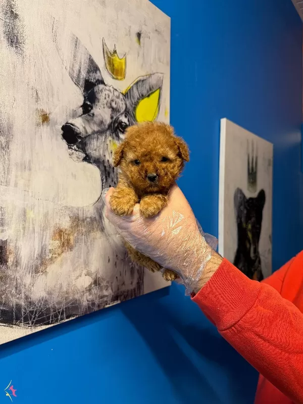 Gerçek Tea Cup Toy Poodle Bebeklerimiz