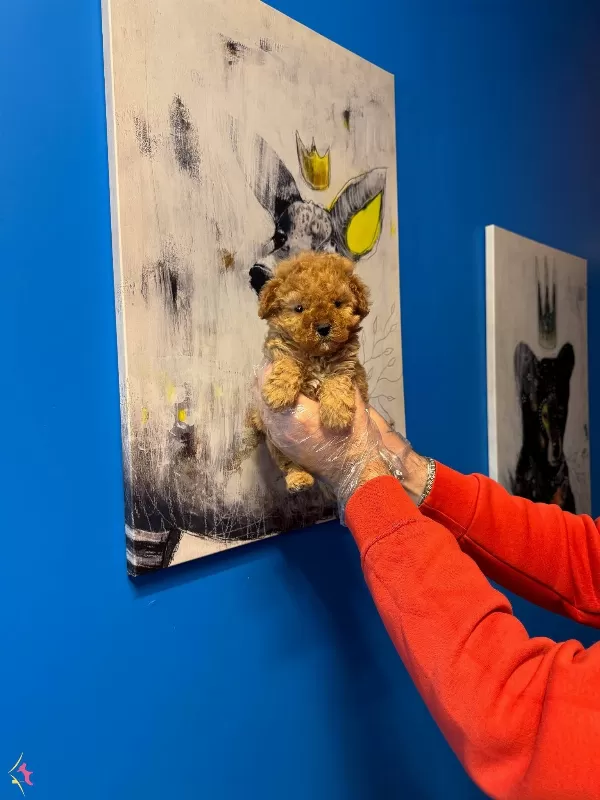 Gerçek Tea Cup Toy Poodle Bebeklerimiz