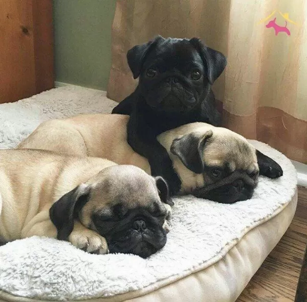 Safkan Pug Yavrularım Irk Garantili