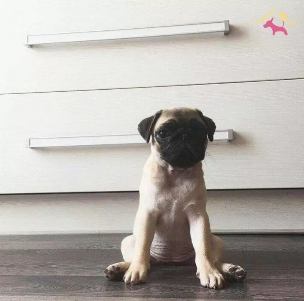 Safkan Pug Yavrularım Irk Garantili