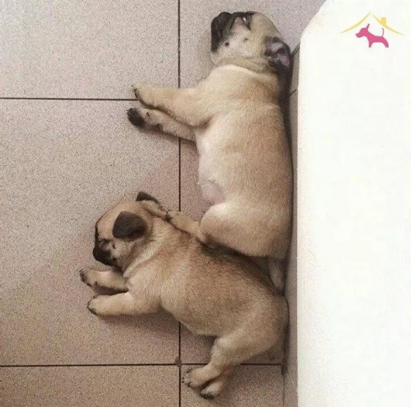 Safkan Pug Yavrularım Irk Garantili