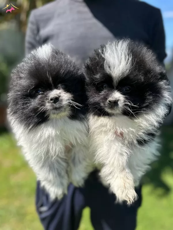 Suslu Pomeranian Boo Bebişler
