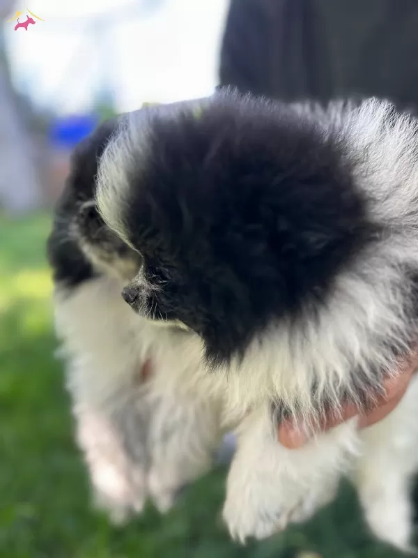 Suslu Pomeranian Boo Bebişler
