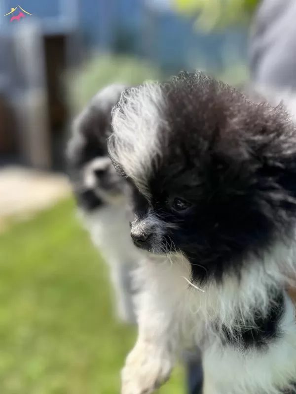 Suslu Pomeranian Boo Bebişler