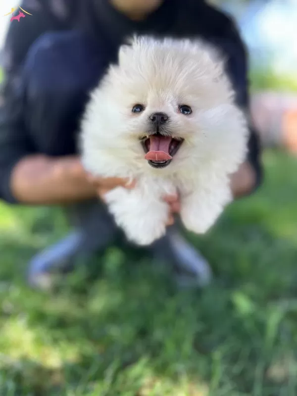Cuce Sevimli Kartonu Pomeranian Yavrumuz