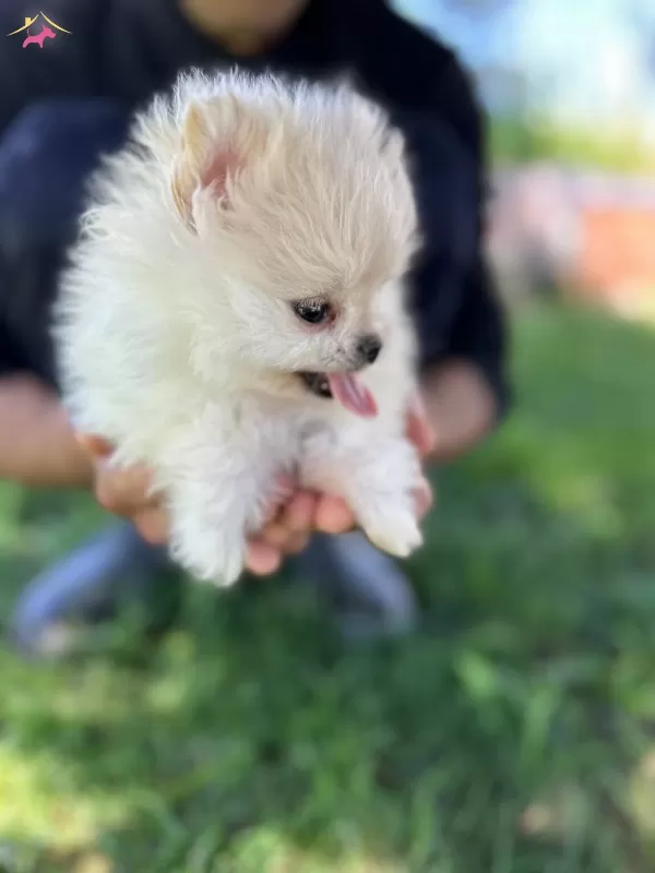 Cuce Sevimli Kartonu Pomeranian Yavrumuz