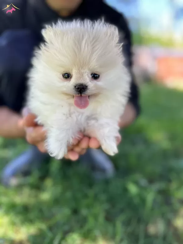 Cuce Sevimli Kartonu Pomeranian Yavrumuz