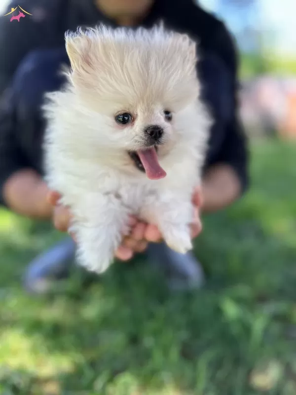 Cuce Sevimli Kartonu Pomeranian Yavrumuz