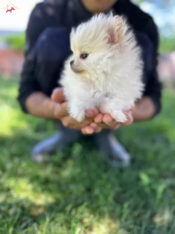 Cuce Sevimli Kartonu Pomeranian Yavrumuz