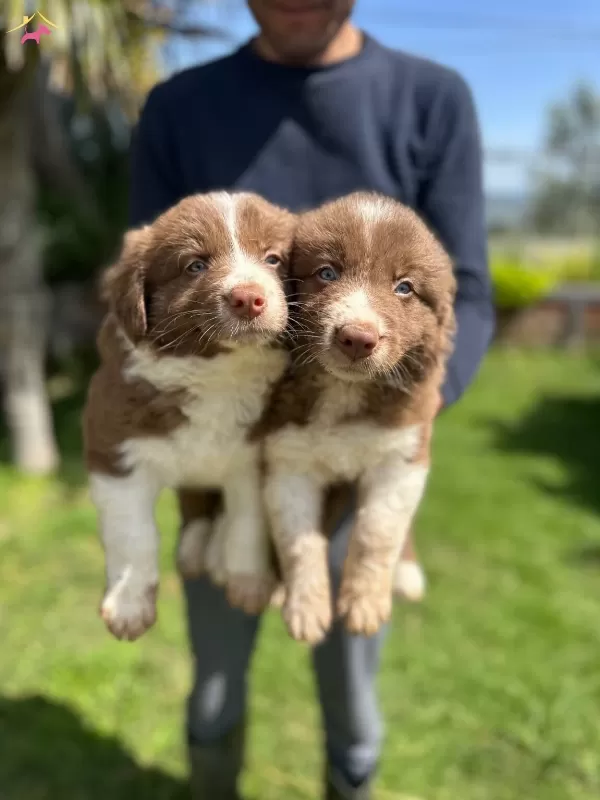 Akıllı Border Collie Yavrularımız