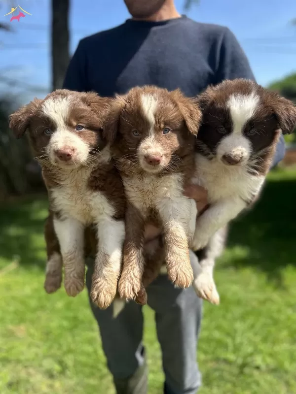 Akıllı Border Collie Yavrularımız