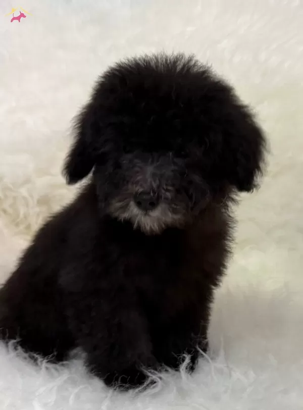 Silver Poodle Yavrularımız