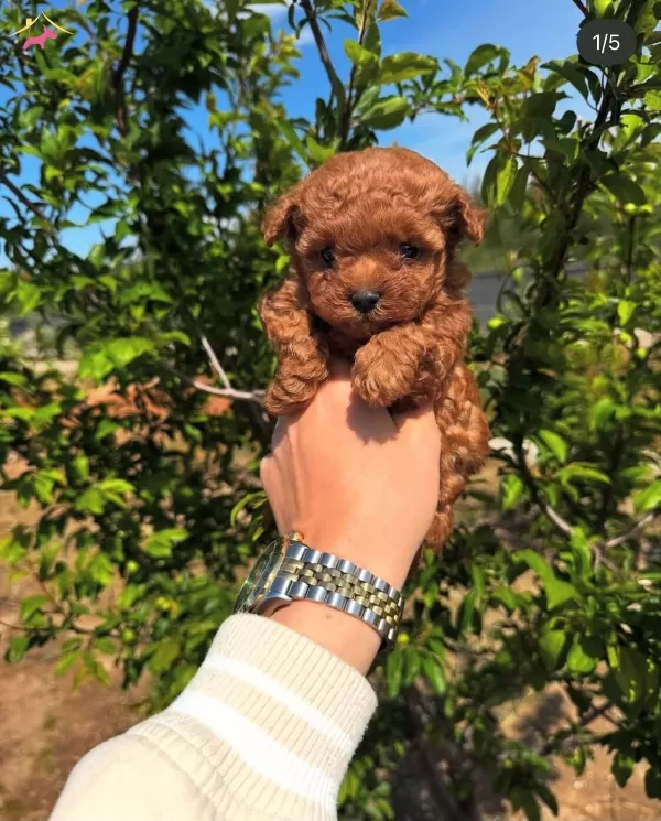 Redbrown Tea Cup Toy Poodle Yavrularımiz Hazırdır